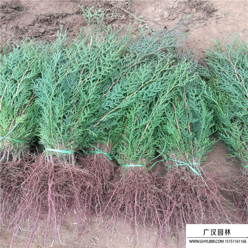 柏樹