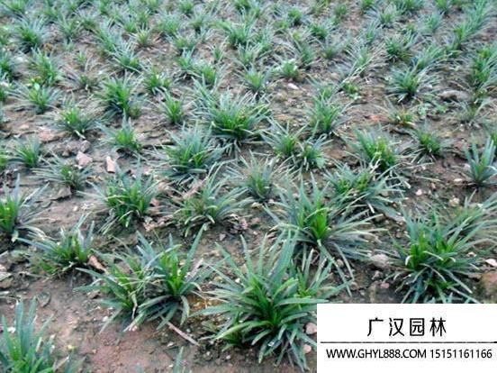 玉龍草圖片