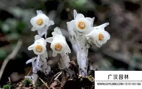 水晶蘭圖片