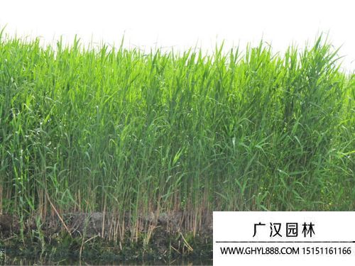 蘆葦圖片
