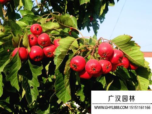 山楂樹