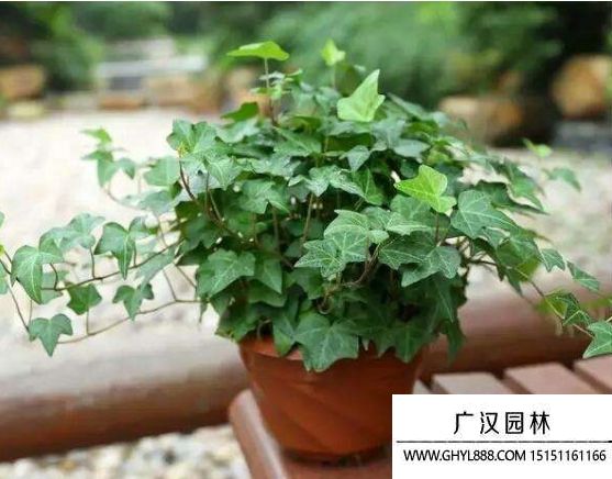 壓條繁殖常春藤需要注意哪些事項？