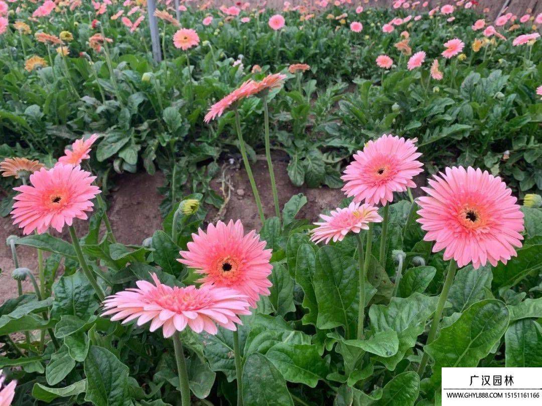扶郎花圖片