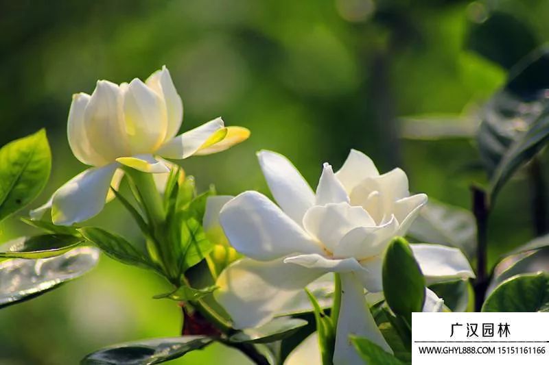 梔子花圖片