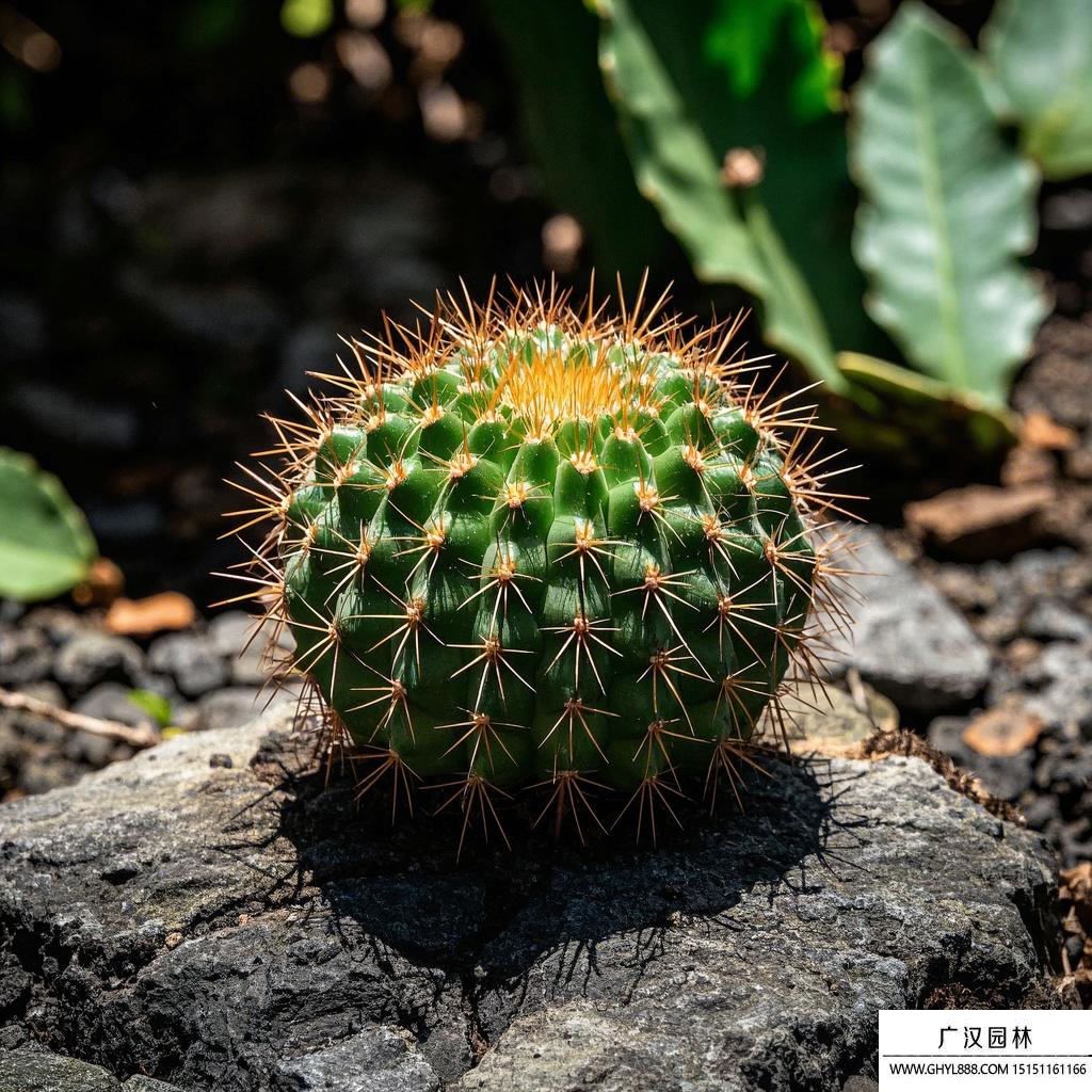 仙人球開花預兆.jpg