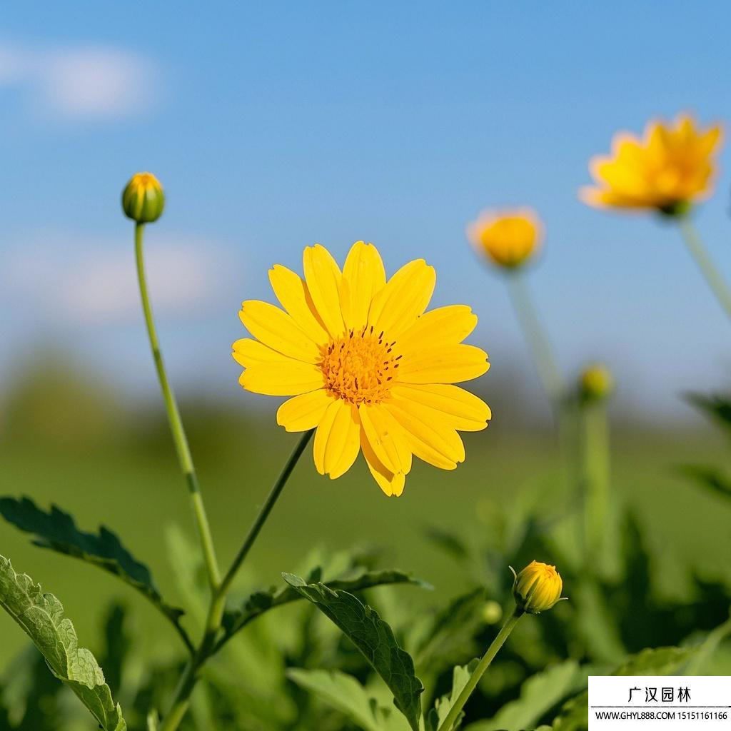 黃金菊圖片.jpg