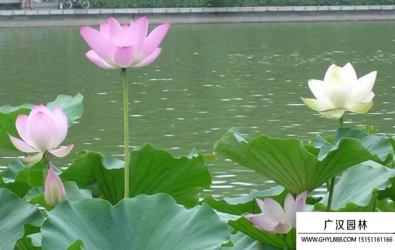 蓮花圖片