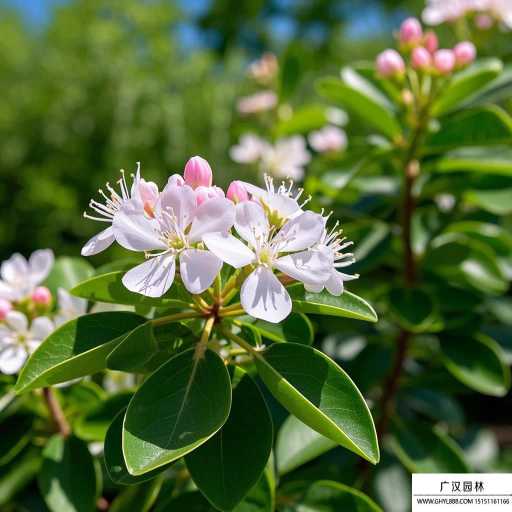玉蘭樹圖片.jpg