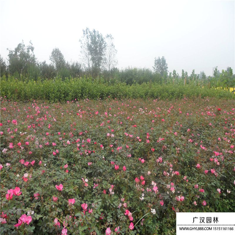 薔薇