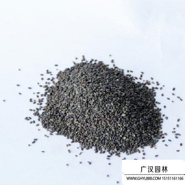 鼠尾草種子