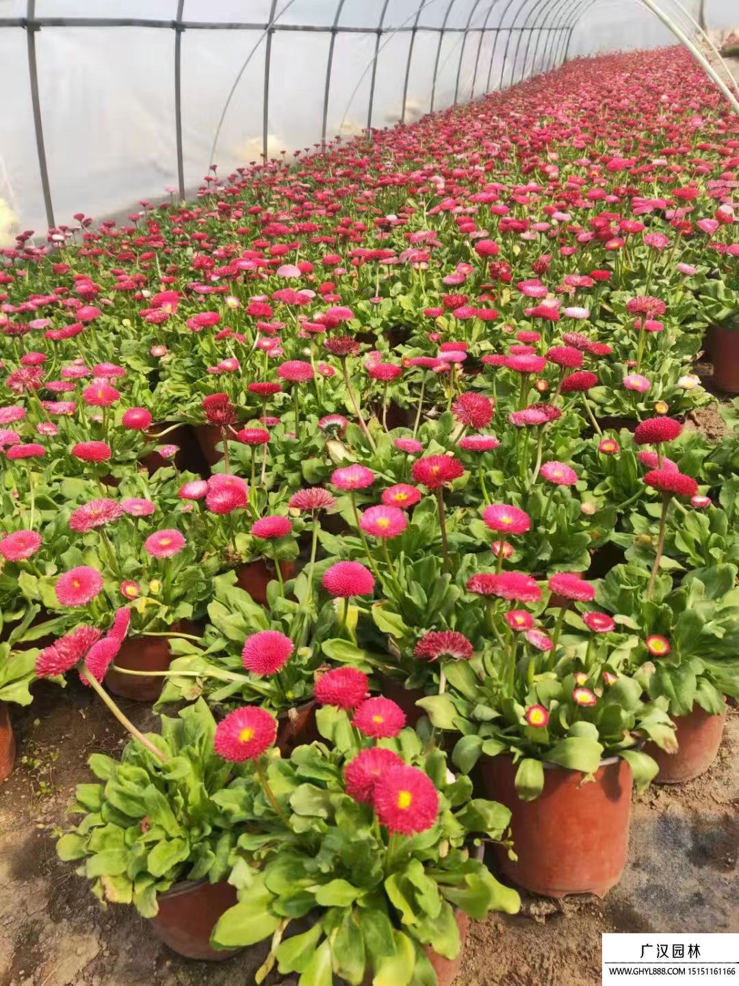 雛菊