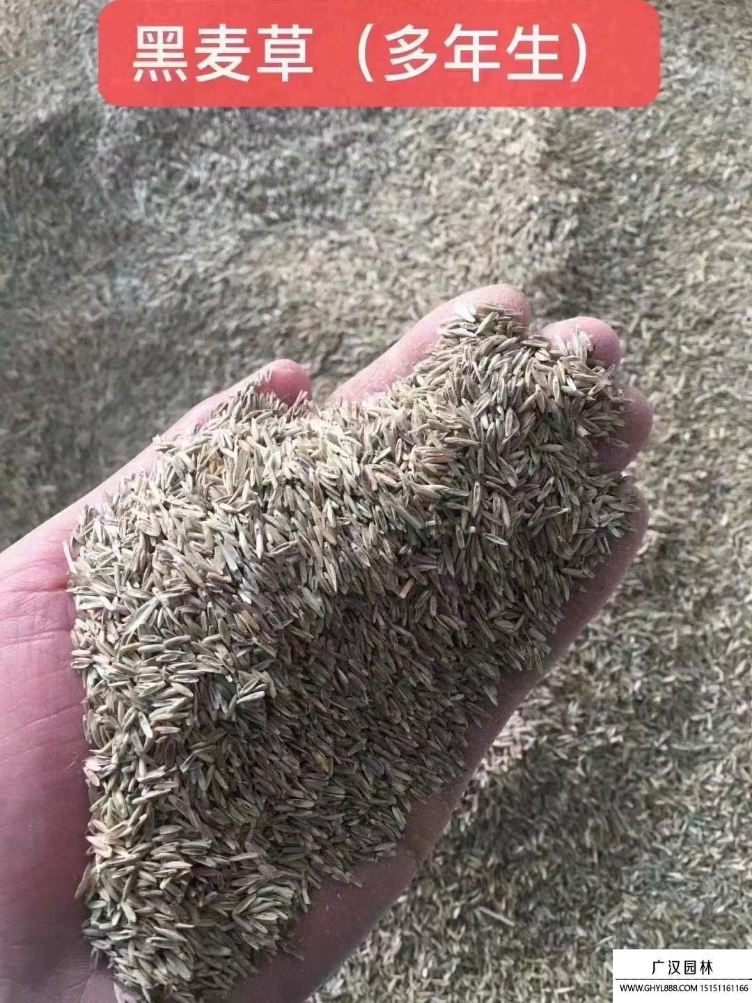 黑麥草種子（多年生）
