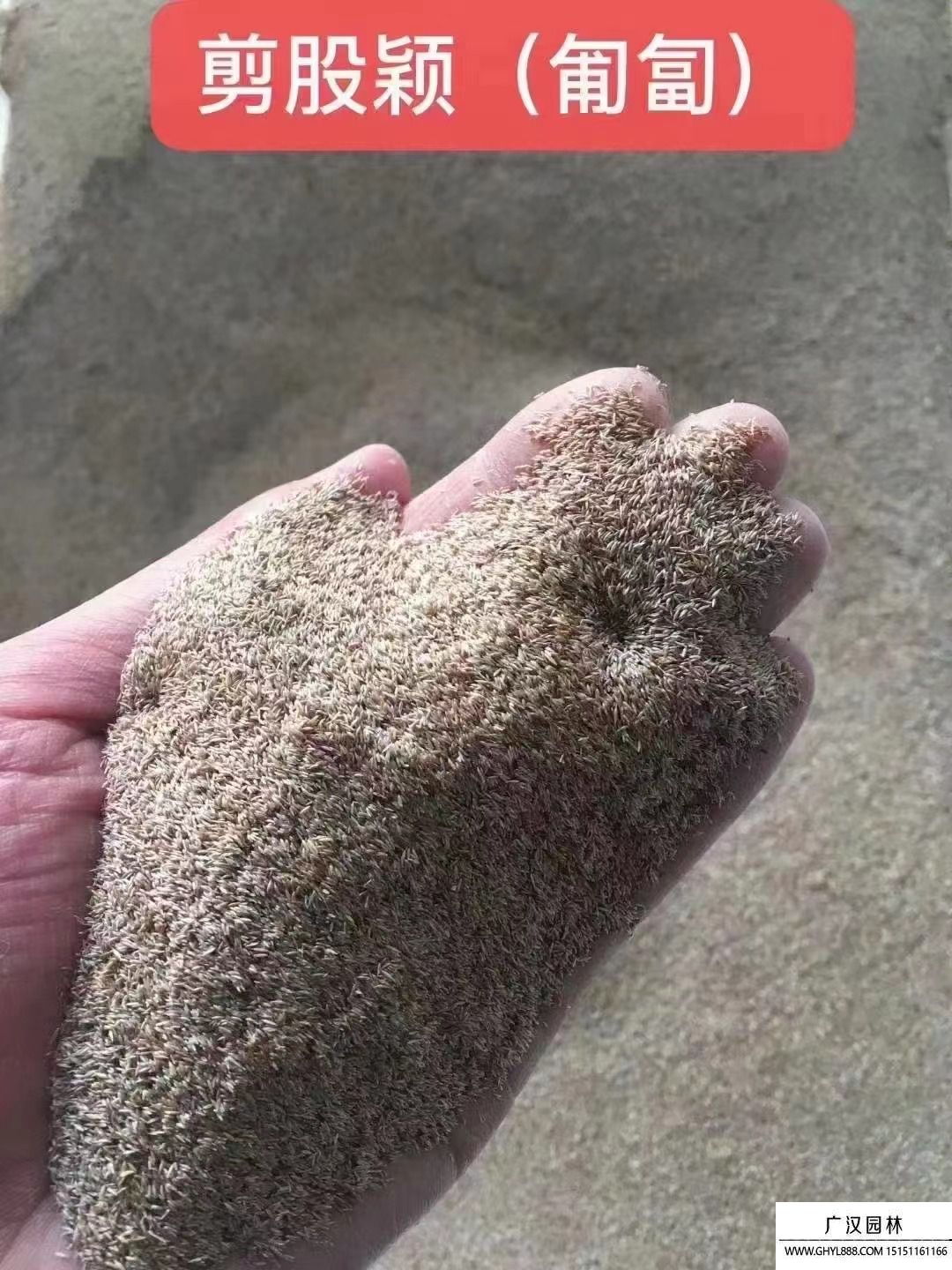 剪股穎