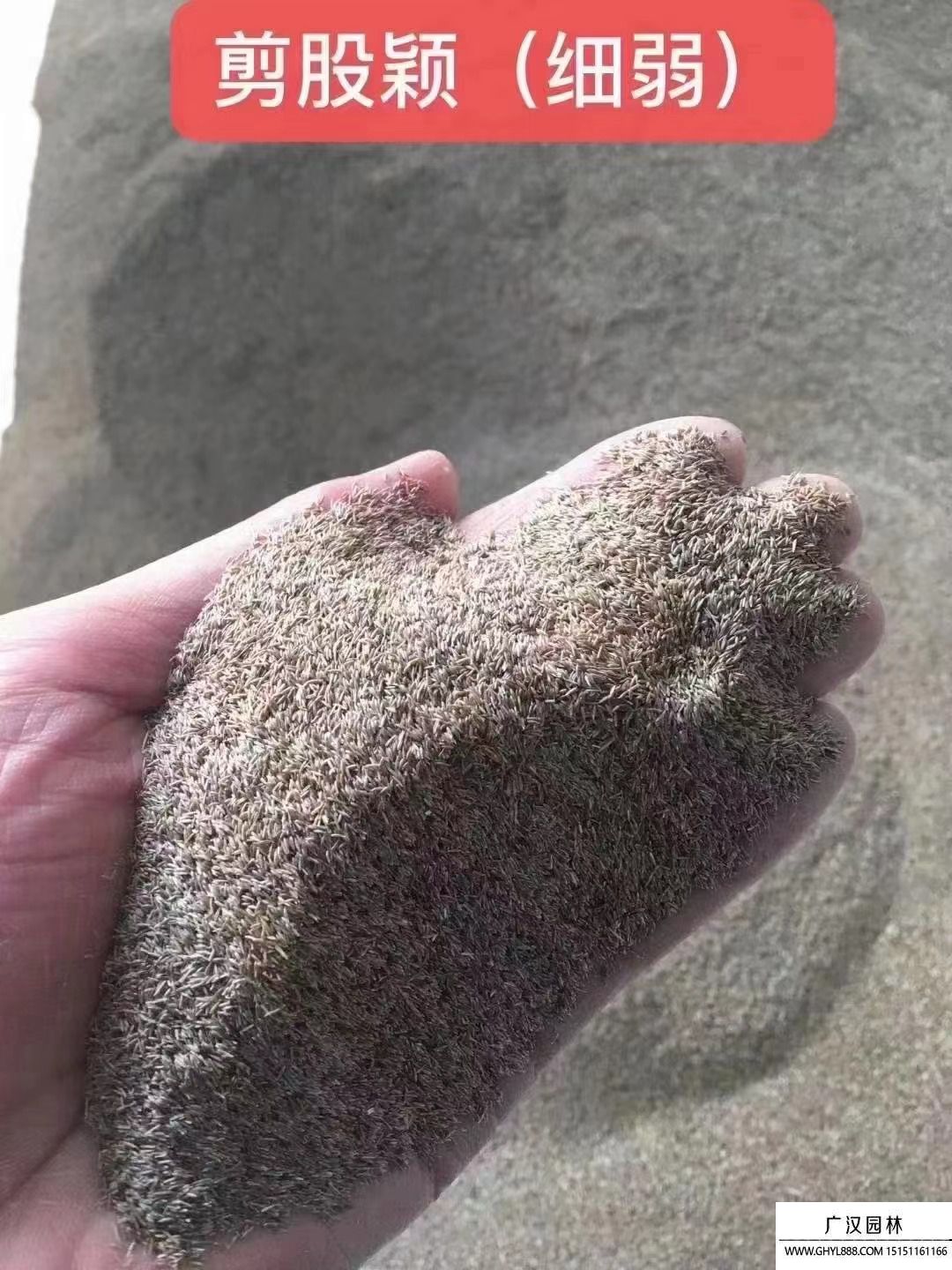 剪股穎種子（細弱)