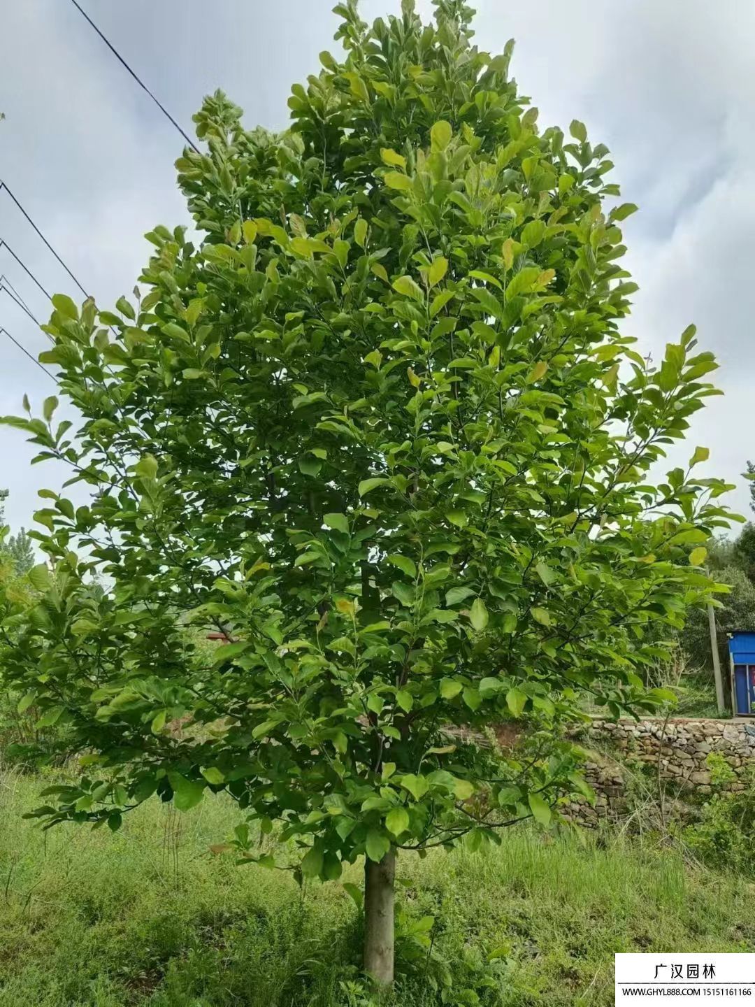白玉蘭