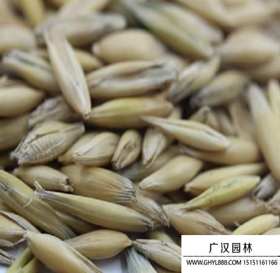 燕麥