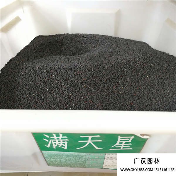 滿天星
