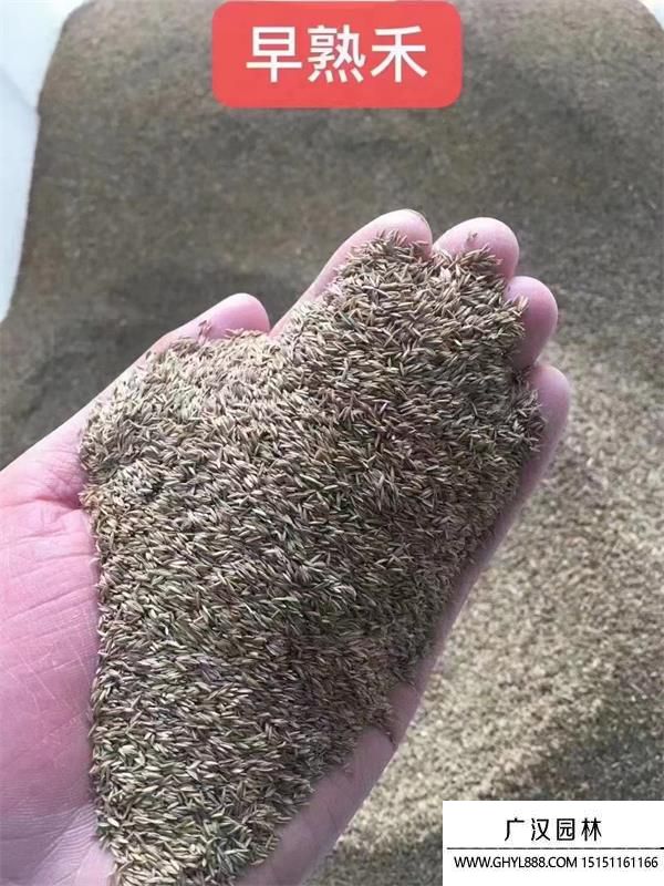 早熟禾種子