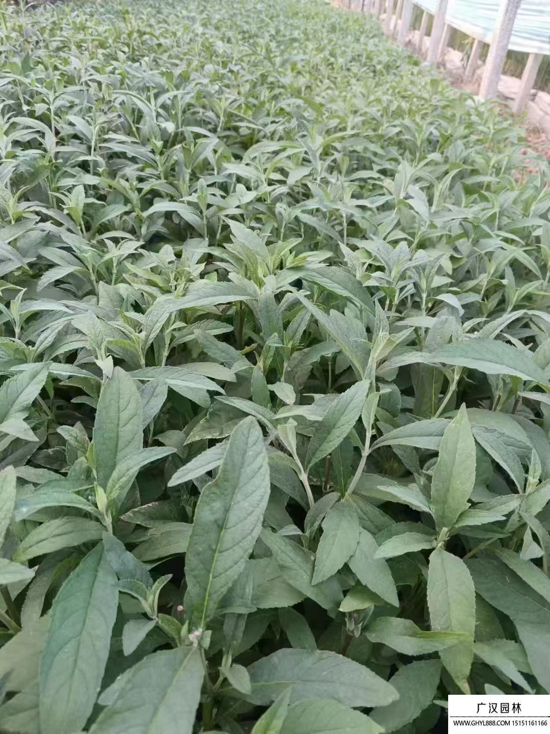 醉魚草