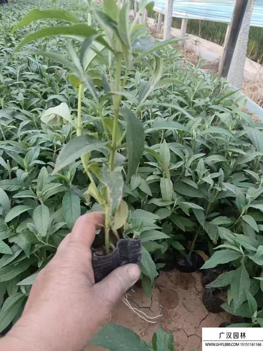醉魚草