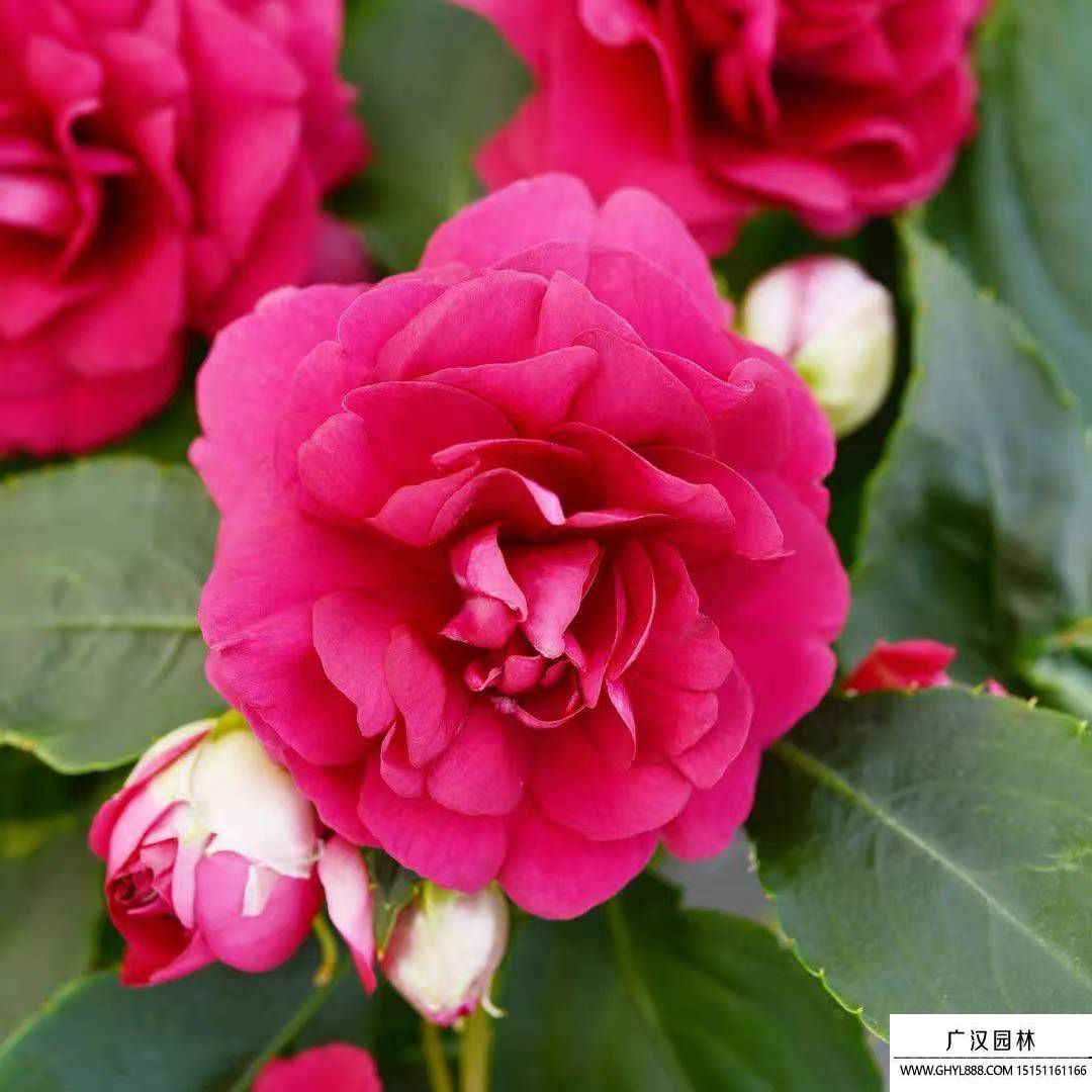 茶花鳳仙