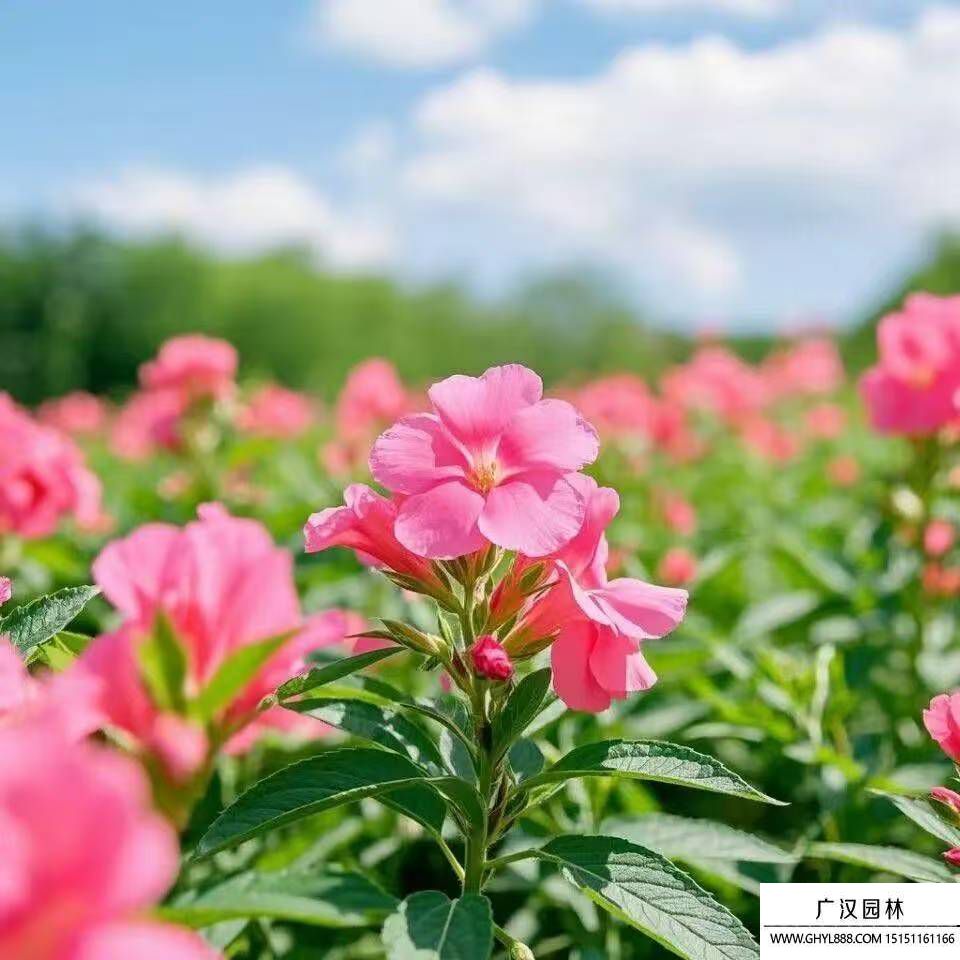 鳳仙花