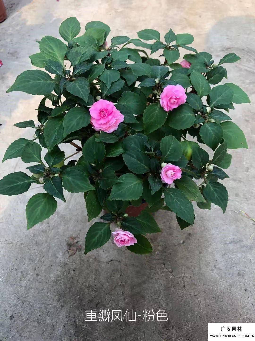 茶花鳳仙