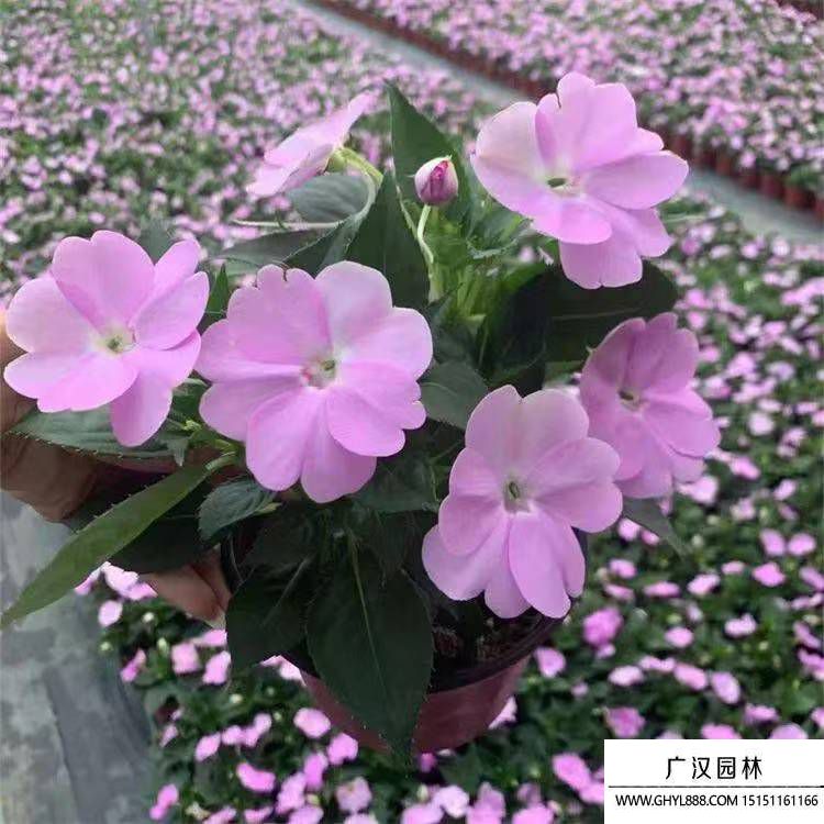 鳳仙花
