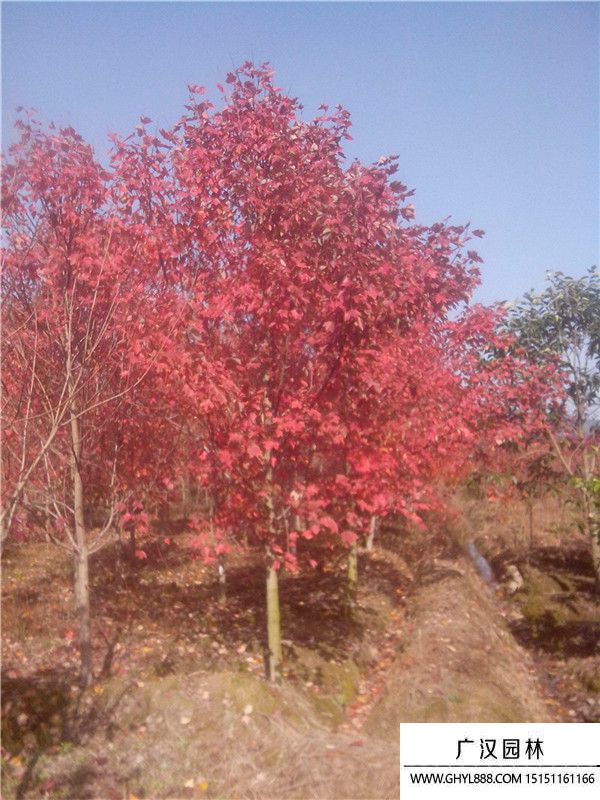 美國紅楓