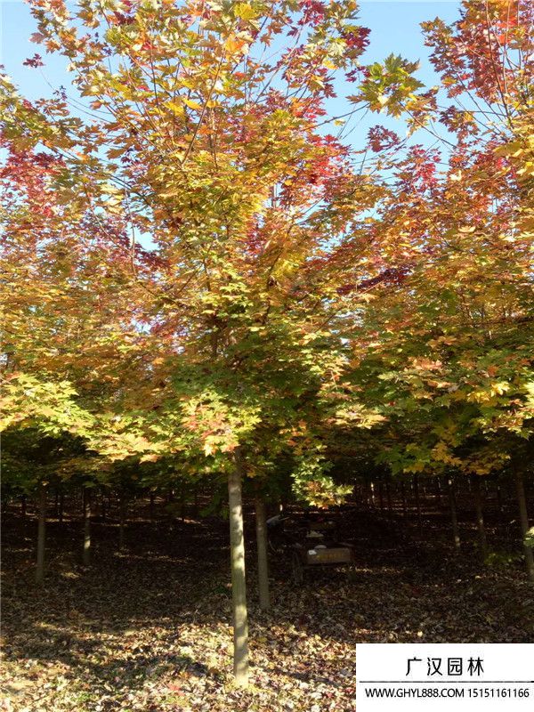 美國紅楓6月