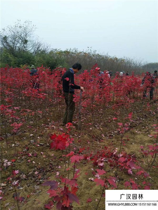 美國紅楓苗 