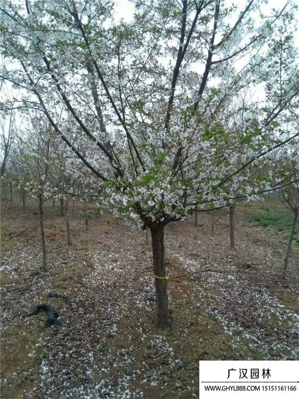 櫻花 