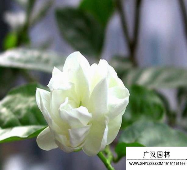 茉莉花