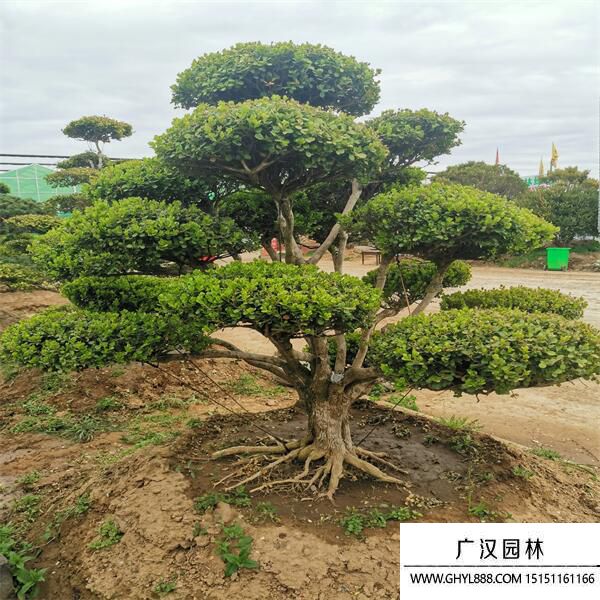 造型黃楊