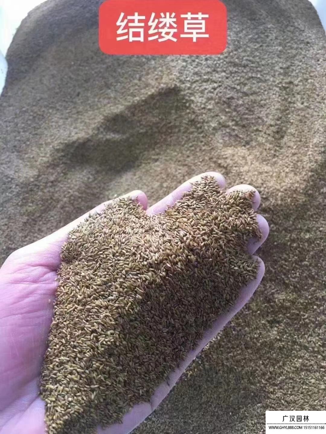 結縷草種子